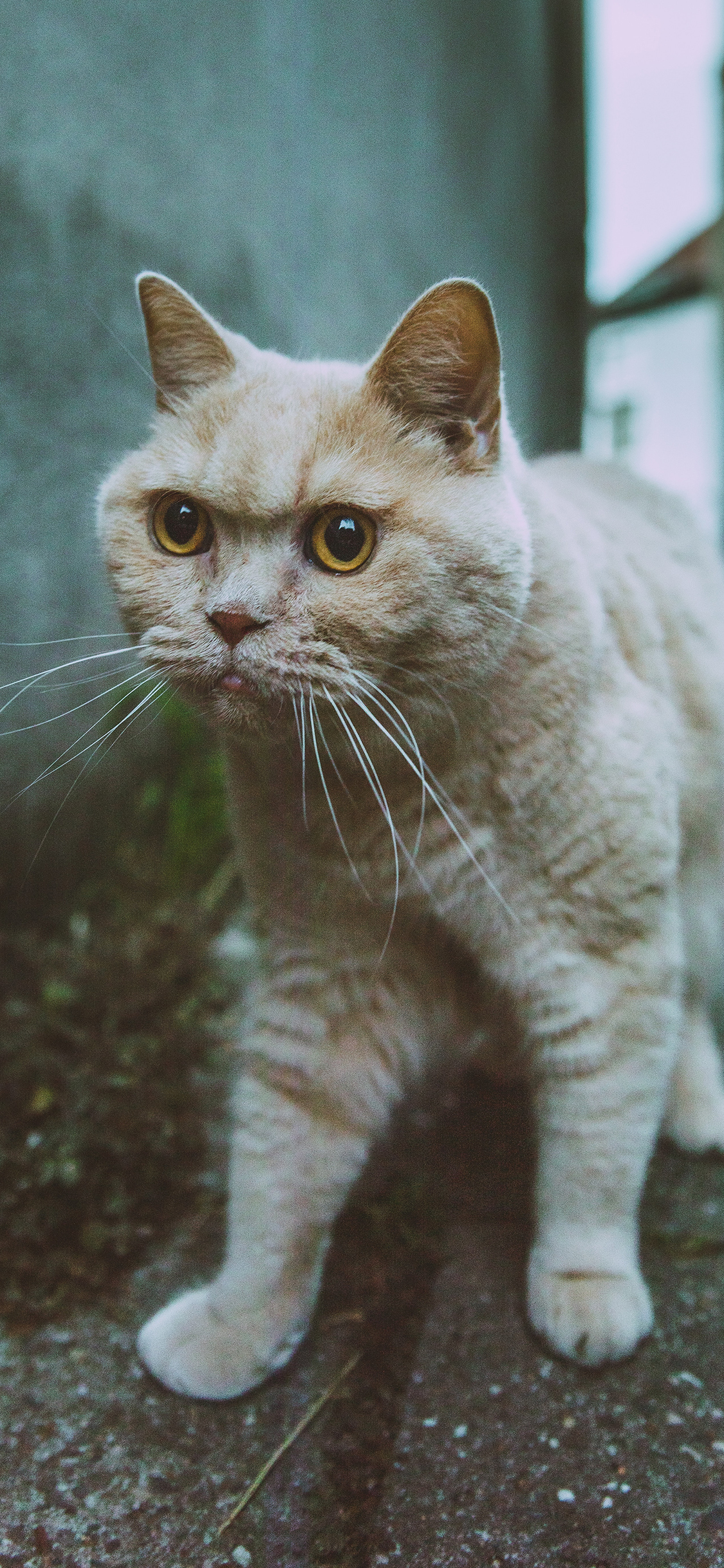 [2436×1125]猫咪 宠物 白猫 街道 苹果手机壁纸图片