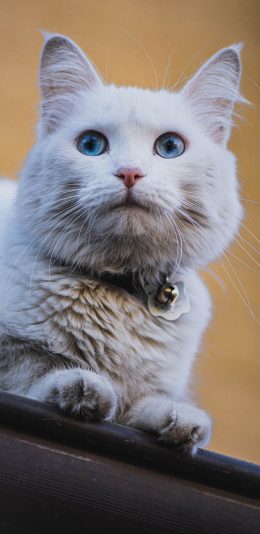 [2436x1125]猫咪 宠物 白猫 铃铛 苹果手机壁纸图片