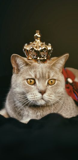 [2436x1125]猫咪 宠物 皇冠 服饰 苹果手机壁纸图片