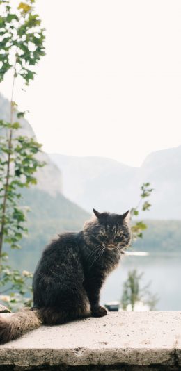 [2436x1125]猫咪 宠物 皮买 蓬松 苹果手机壁纸图片