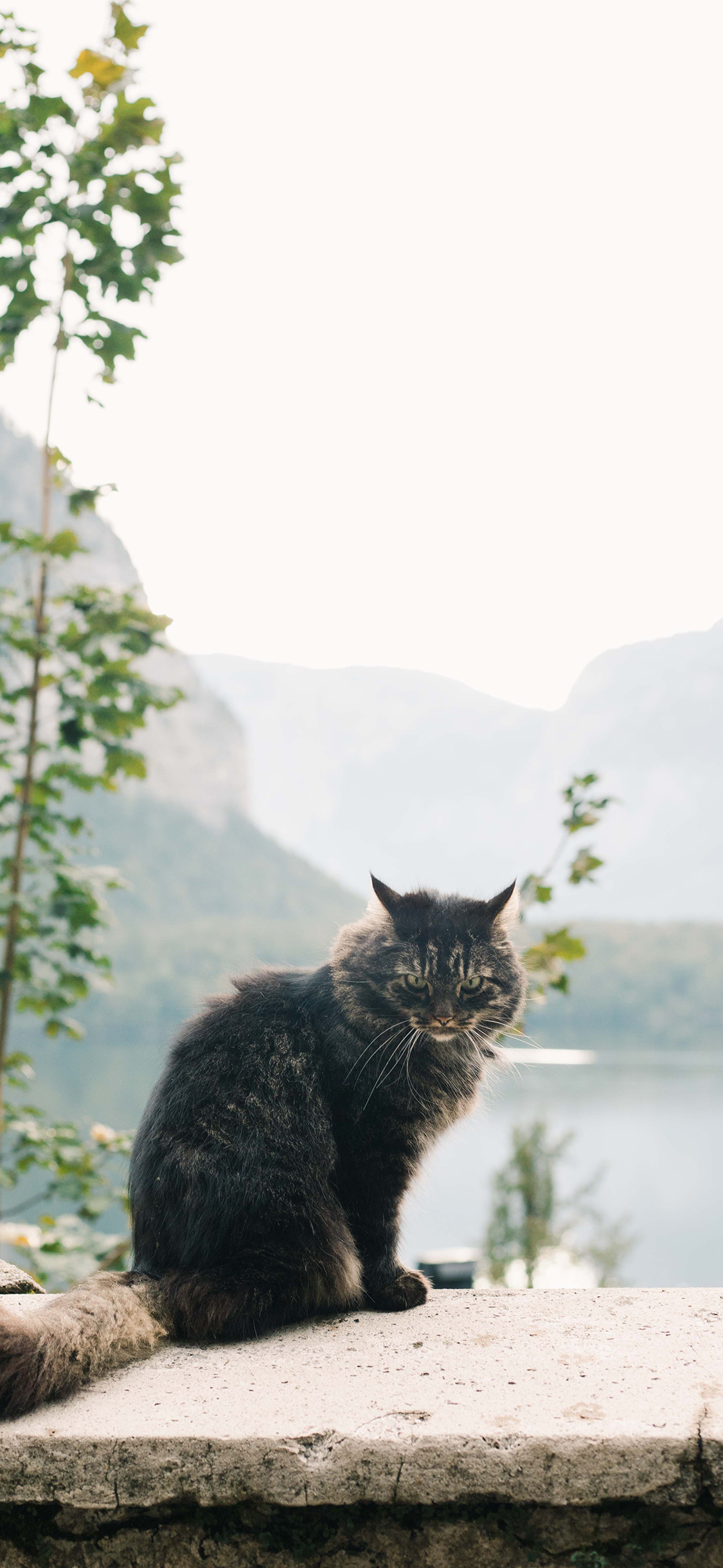 [2436×1125]猫咪 宠物 皮买 蓬松 苹果手机壁纸图片
