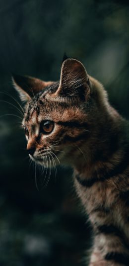 [2436x1125]猫咪 宠物 皮毛 苹果手机壁纸图片