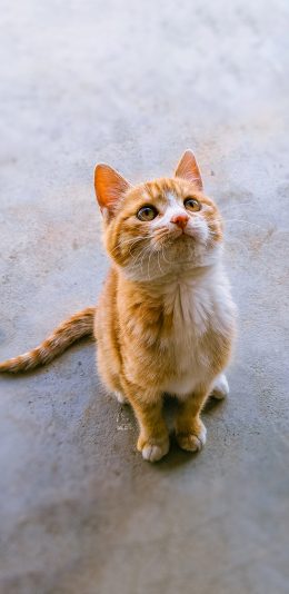 [2436x1125]猫咪 宠物 皮毛  橘猫 苹果手机壁纸图片
