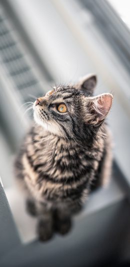 [2436x1125]猫咪 宠物 皮毛 侧面 苹果手机壁纸图片