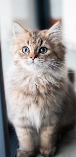 [2436x1125]猫咪 宠物 皮毛 呆萌 苹果手机壁纸图片