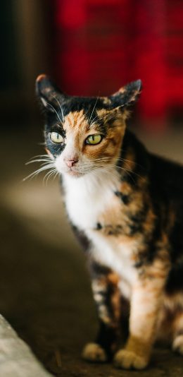 [2436x1125]猫咪 宠物 皮毛 杂色 苹果手机壁纸图片