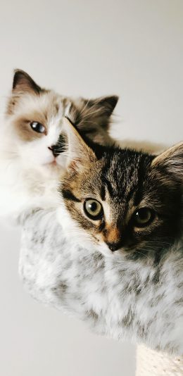 [2436x1125]猫咪 宠物 皮毛 猫屋 苹果手机壁纸图片