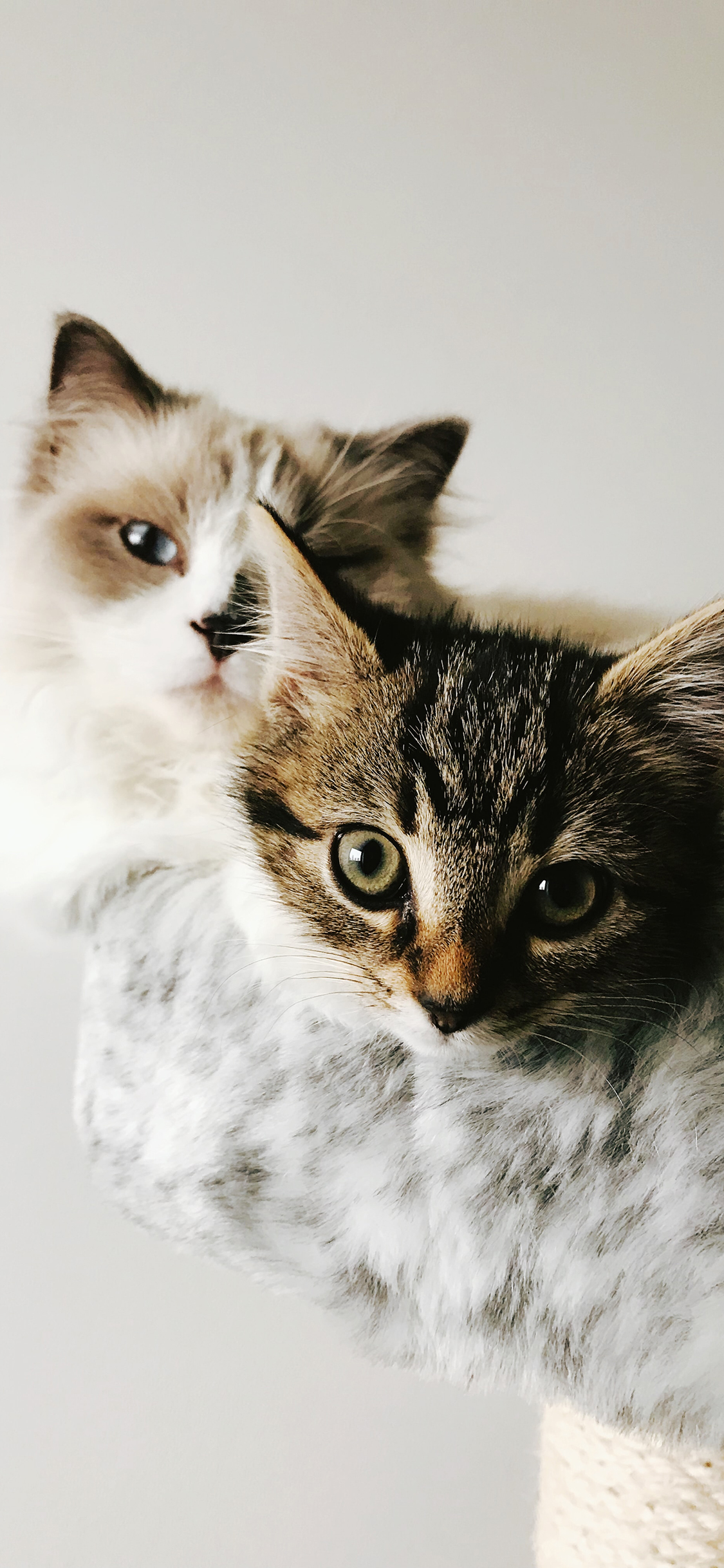 [2436×1125]猫咪 宠物 皮毛 猫屋 苹果手机壁纸图片