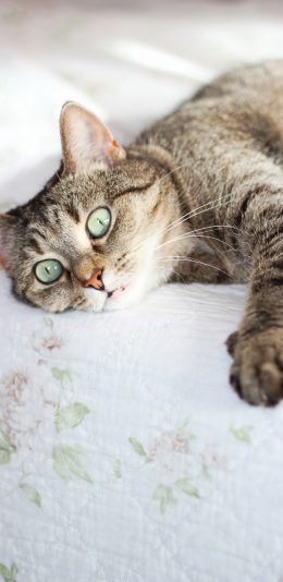 [2436x1125]猫咪 宠物 皮毛 猫须 苹果手机壁纸图片