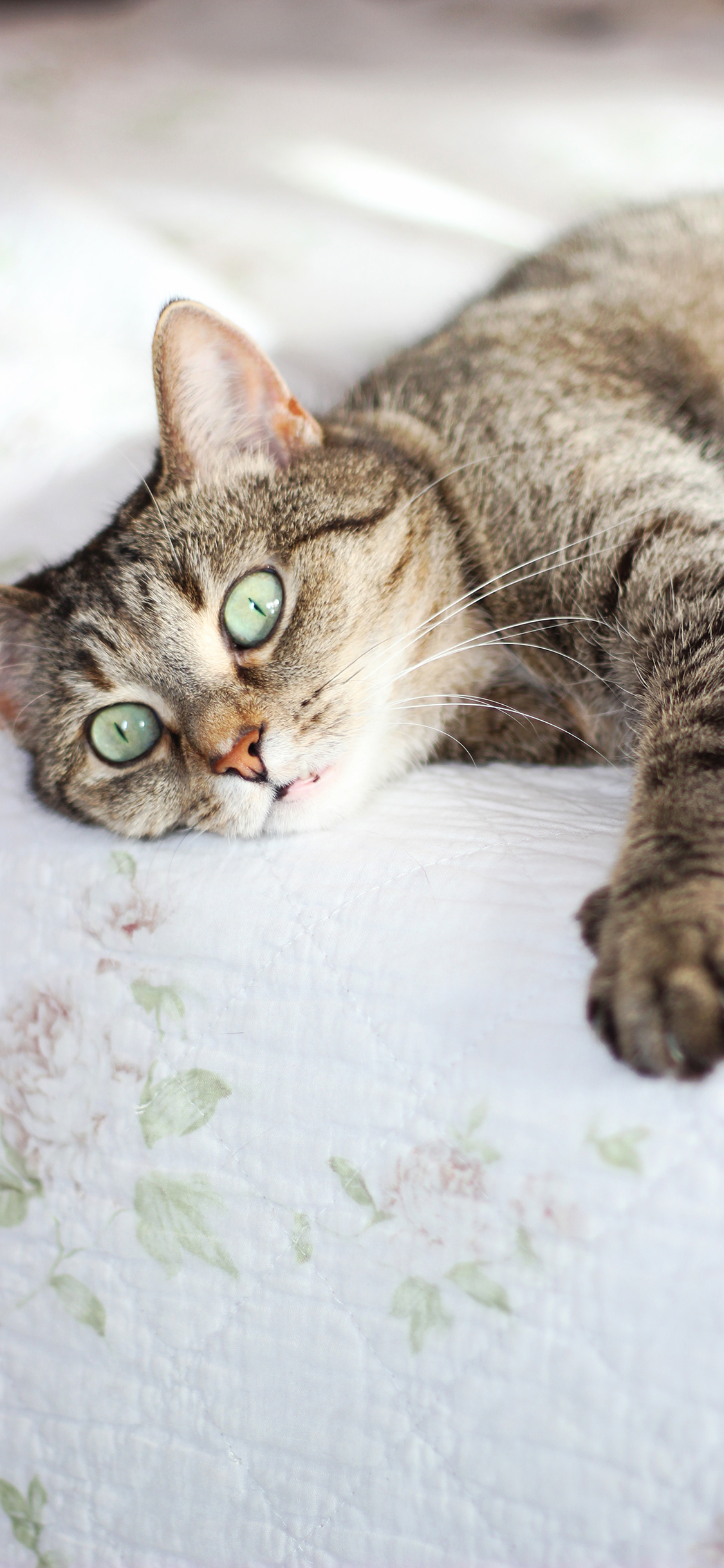 [2436×1125]猫咪 宠物 皮毛 猫须 苹果手机壁纸图片