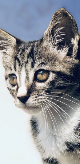 [2436x1125]猫咪 宠物 皮毛 眼睛 苹果手机壁纸图片