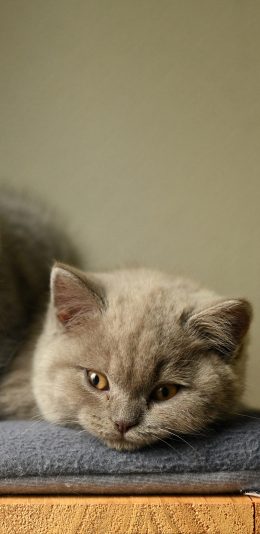 [2436x1125]猫咪 宠物 皮毛 软垫 苹果手机壁纸图片