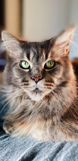 [2436x1125]猫咪 宠物 皮毛 长毛 苹果手机壁纸图片