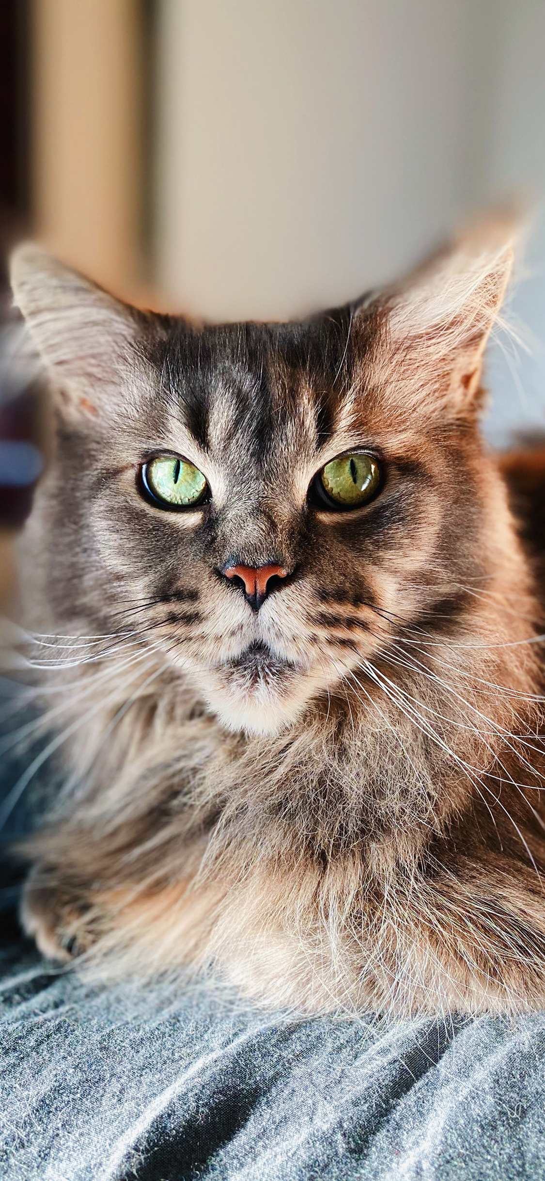 [2436×1125]猫咪 宠物 皮毛 长毛 苹果手机壁纸图片