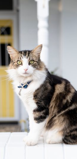 [2436x1125]猫咪 宠物 皮毛 项圈 苹果手机壁纸图片