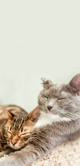 [2436x1125]猫咪 宠物 眯眼 休憩 苹果手机壁纸图片