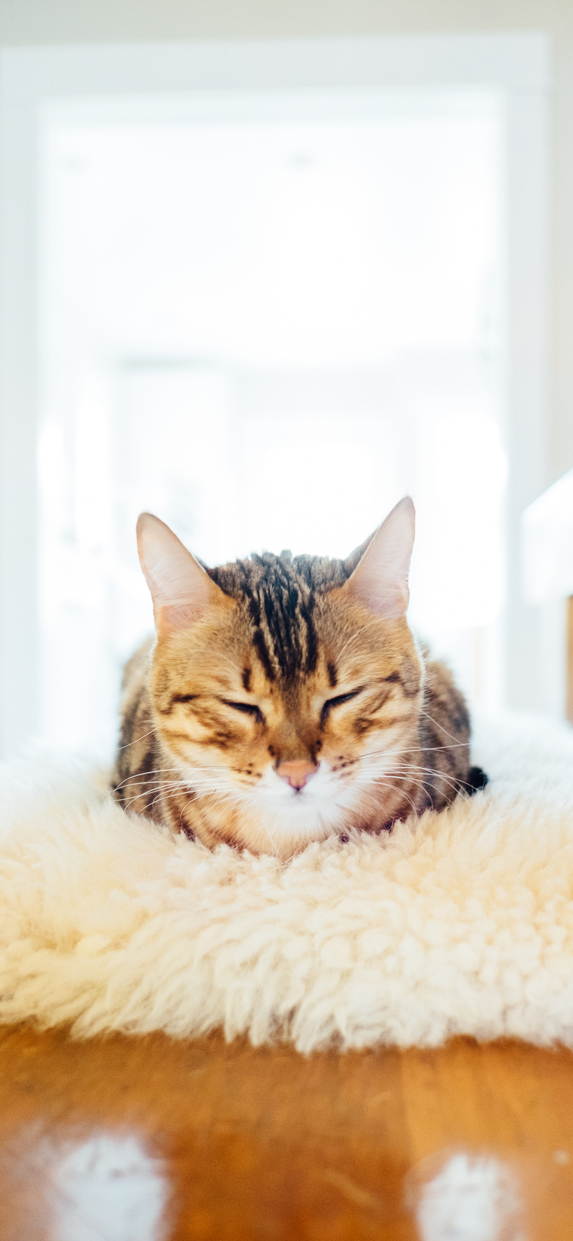 [2436×1125]猫咪 宠物 眯眼 地毯 苹果手机壁纸图片