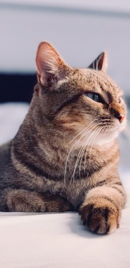 [2436x1125]猫咪 宠物 眯眼 猫须 苹果手机壁纸图片