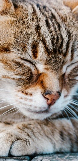 [2436x1125]猫咪 宠物 眯眼 胡须 苹果手机壁纸图片