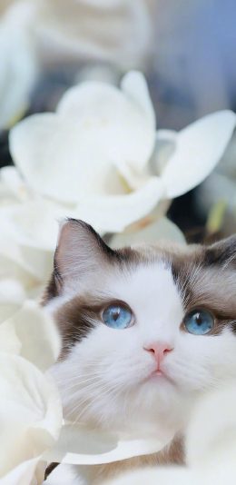 [2436x1125]猫咪 宠物 瞳孔 唯美 苹果手机壁纸图片