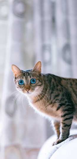 [2436x1125]猫咪 宠物 瞳孔 猫须 苹果手机壁纸图片