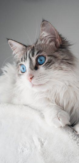 [2436x1125]猫咪 宠物 瞳孔 皮毛 苹果手机壁纸图片