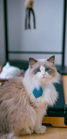 [2436x1125]猫咪 宠物 瞳孔 皮毛 项圈 苹果手机壁纸图片