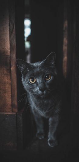 [2436x1125]猫咪 宠物 短毛 饲养 苹果手机壁纸图片