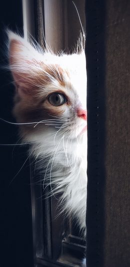 [2436x1125]猫咪 宠物 窗台 可爱 苹果手机壁纸图片