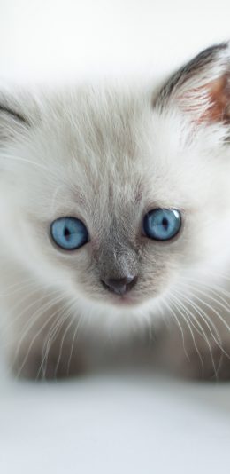 [2436x1125]猫咪 宠物 窗台 暹罗 苹果手机壁纸图片