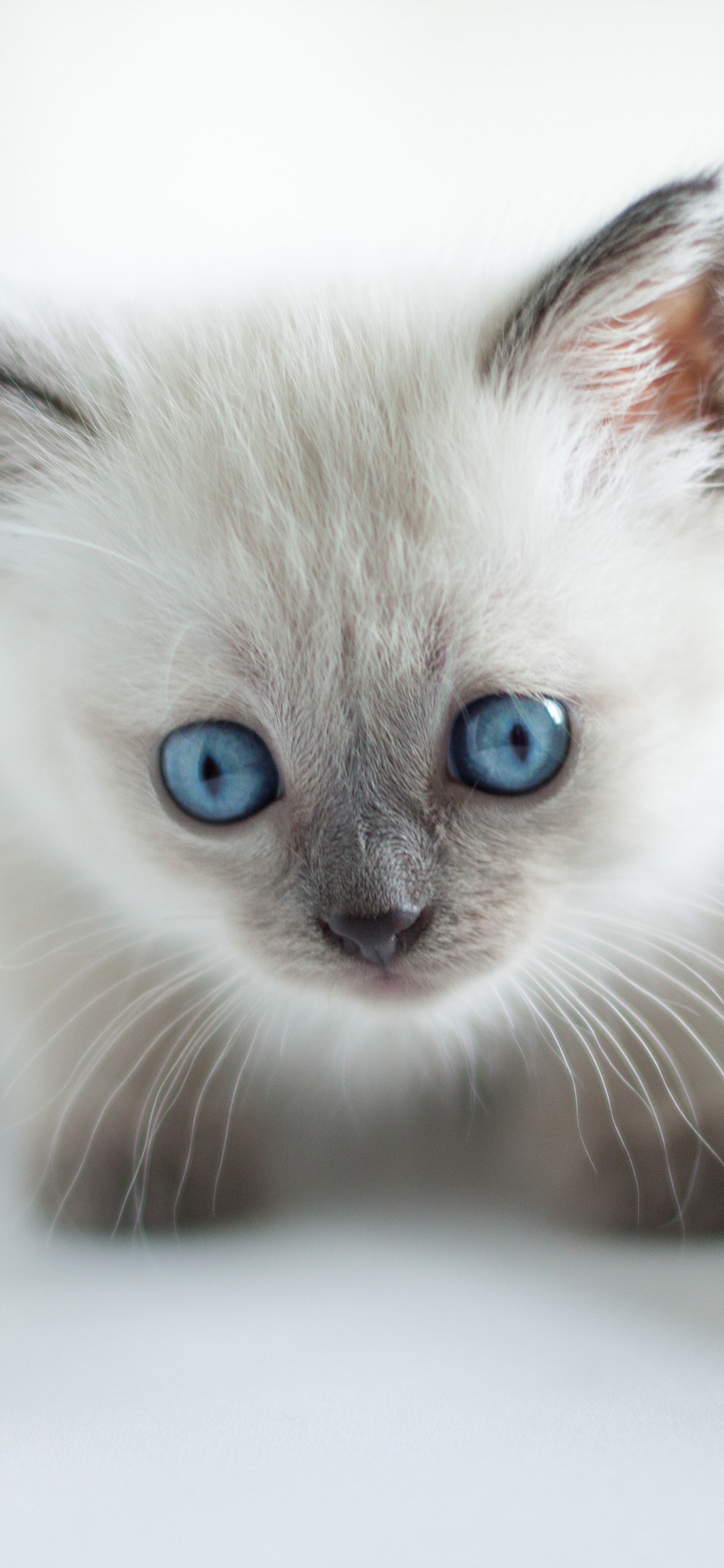 [2436×1125]猫咪 宠物 窗台 暹罗 苹果手机壁纸图片