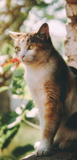 [2436x1125]猫咪 宠物 窗台 站立 苹果手机壁纸图片