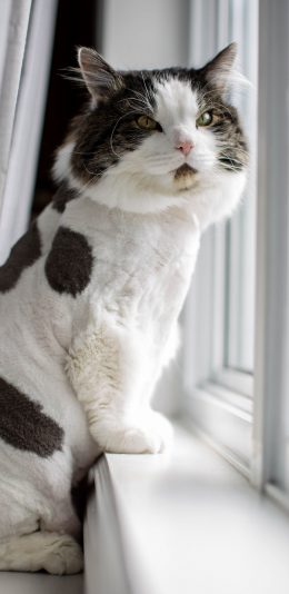 [2436x1125]猫咪 宠物 窗台 花猫 苹果手机壁纸图片