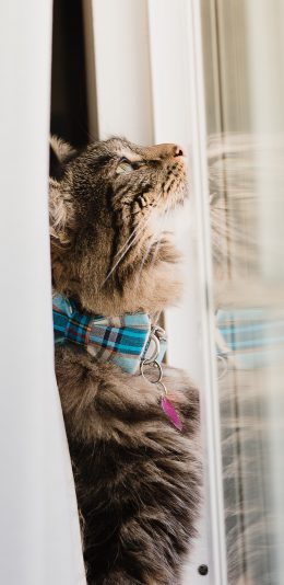 [2436x1125]猫咪 宠物 窗台 项圈 苹果手机壁纸图片