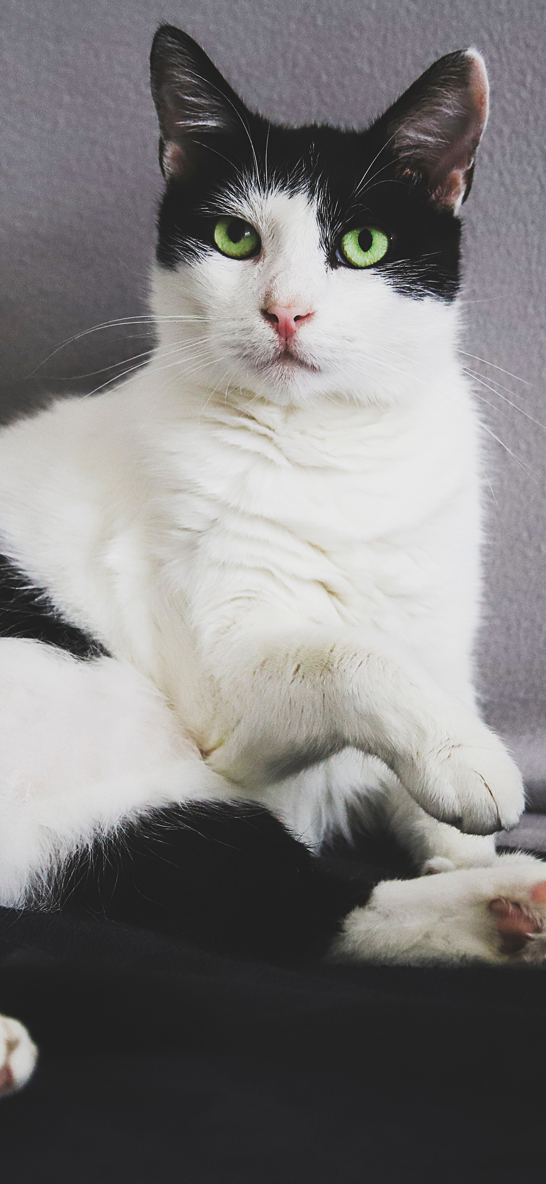 [2436×1125]猫咪 宠物 竖耳 黑白 苹果手机壁纸图片