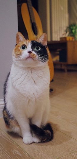 [2436x1125]猫咪 宠物 站立 乖巧 苹果手机壁纸图片