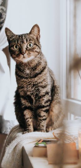 [2436x1125]猫咪 宠物 站立 呆萌 苹果手机壁纸图片