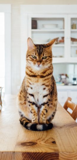 [2436x1125]猫咪 宠物 站立 怨气 室内 苹果手机壁纸图片