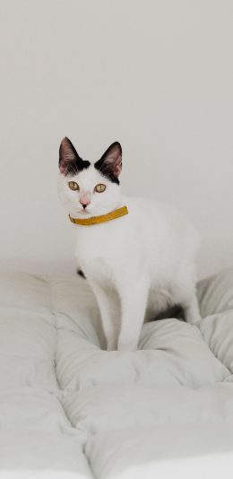 [2436x1125]猫咪 宠物 简约 白猫 苹果手机壁纸图片