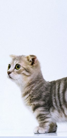 [2436x1125]猫咪 宠物 美短 渐层 苹果手机壁纸图片