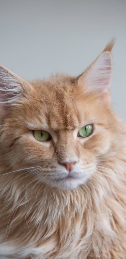 [2436x1125]猫咪 宠物 耳尖 簇毛 苹果手机壁纸图片