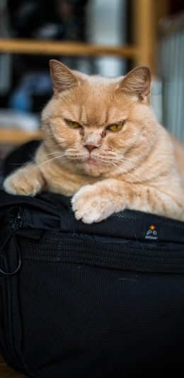 [2436x1125]猫咪 宠物 肥猫 橘猫 苹果手机壁纸图片