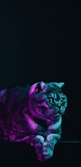 [2436x1125]猫咪 宠物 肥猫 灯光 苹果手机壁纸图片