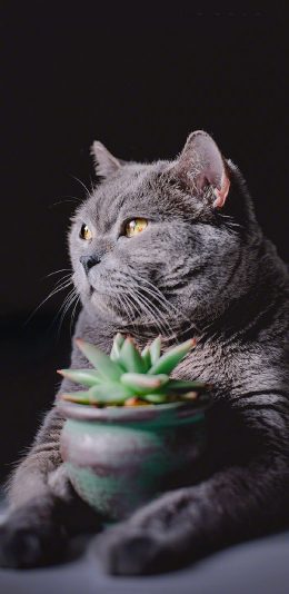 [2436x1125]猫咪 宠物 肥猫 灰 盆栽 多肉 苹果手机壁纸图片