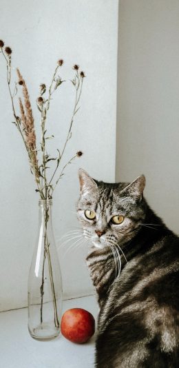 [2436x1125]猫咪 宠物 肥猫 花猫 花瓶 苹果手机壁纸图片