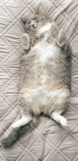 [2436x1125]猫咪 宠物 肥胖 皮毛 苹果手机壁纸图片
