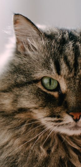 [2436x1125]猫咪 宠物 胡须 皮毛 苹果手机壁纸图片