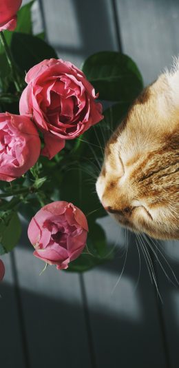 [2436x1125]猫咪 宠物 花束 鲜花 苹果手机壁纸图片