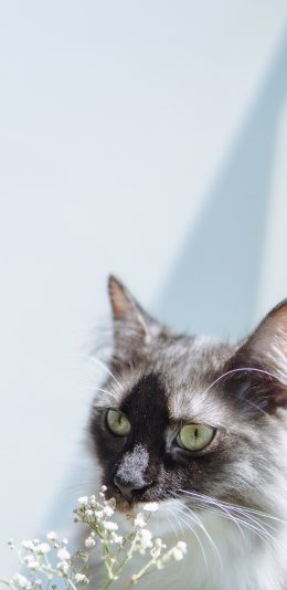 [2436x1125]猫咪 宠物 花枝 皮毛 苹果手机壁纸图片