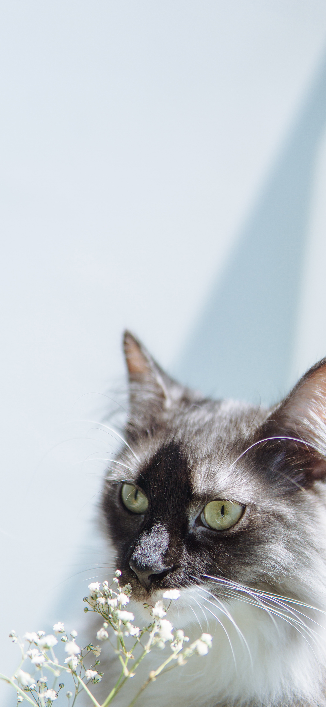 [2436×1125]猫咪 宠物 花枝 皮毛 苹果手机壁纸图片